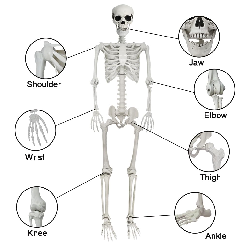 5.9FT Poseable Life Size Skeleton with Movable Joints M3063