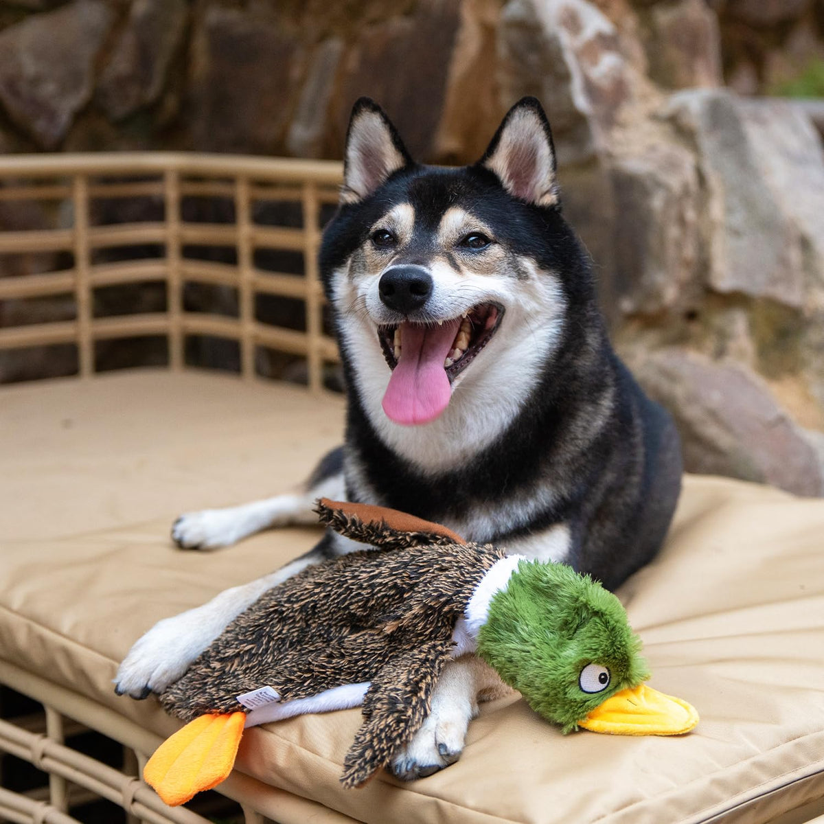 Stuffless Dog Toy I2901