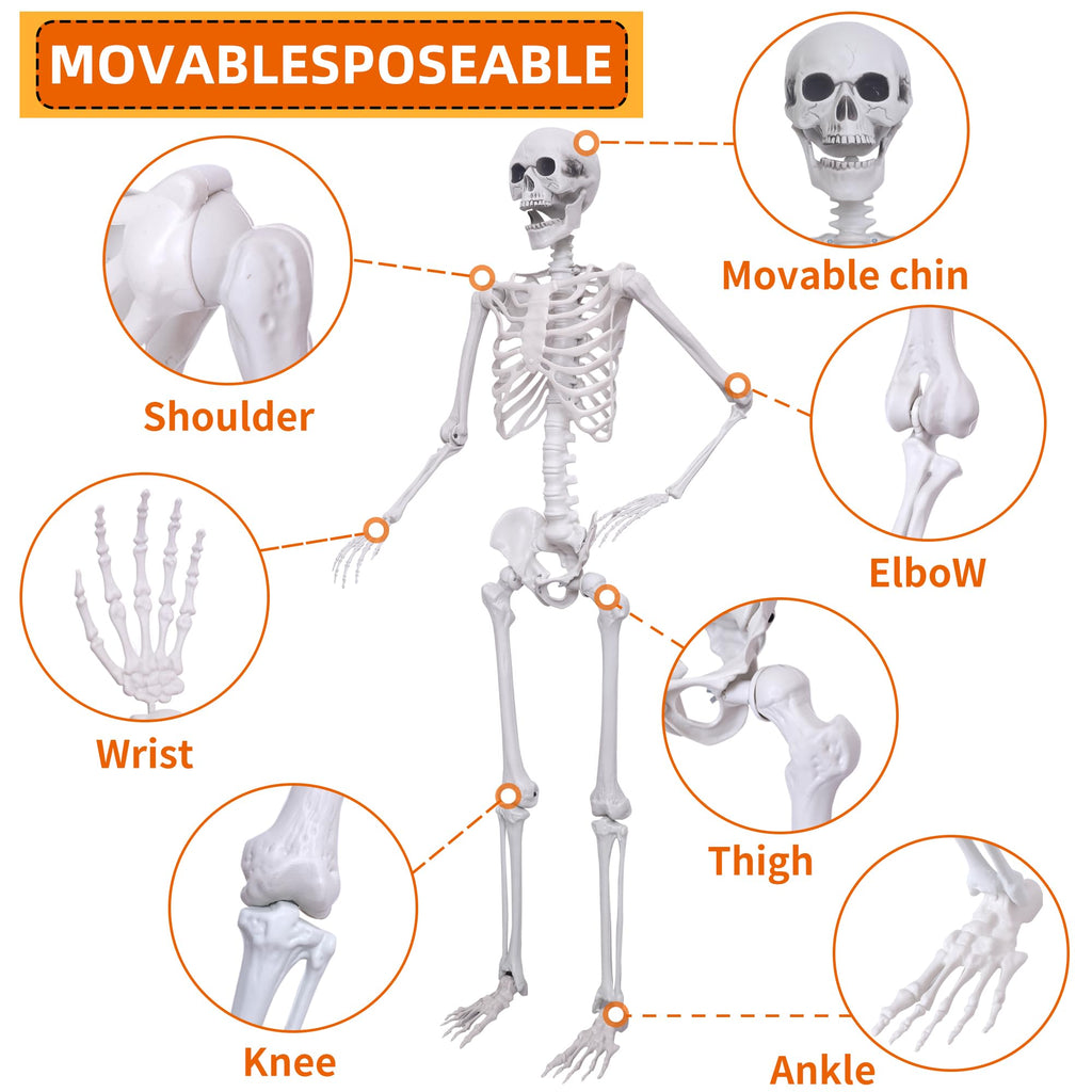 5.4ft Posable Full Body Skeleton S617010