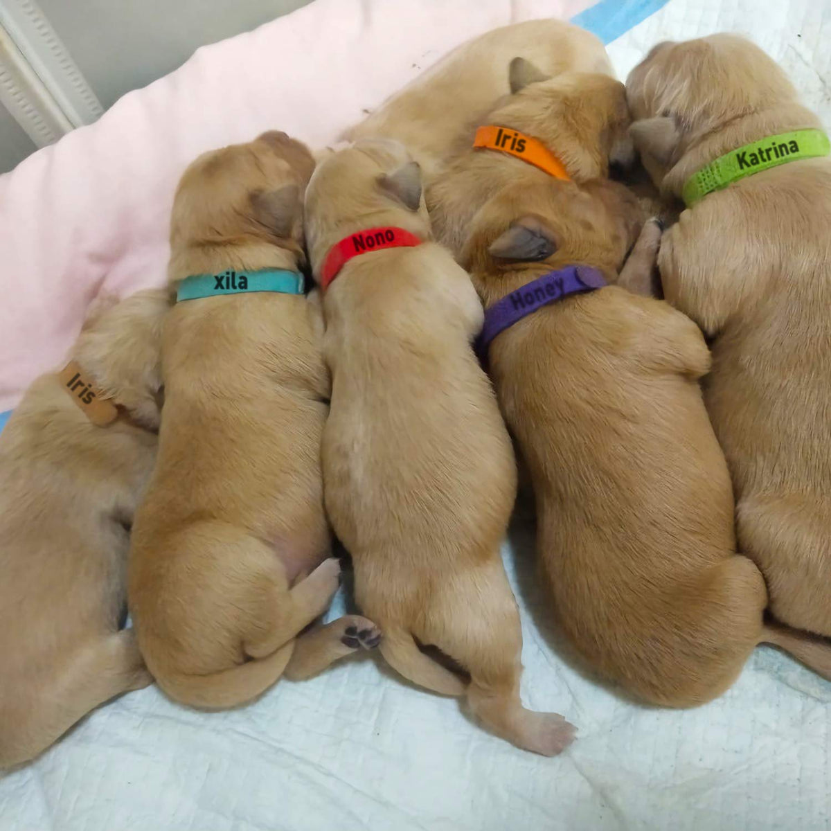 15 Pcs Soft Newborn Pet ID Bands U67279