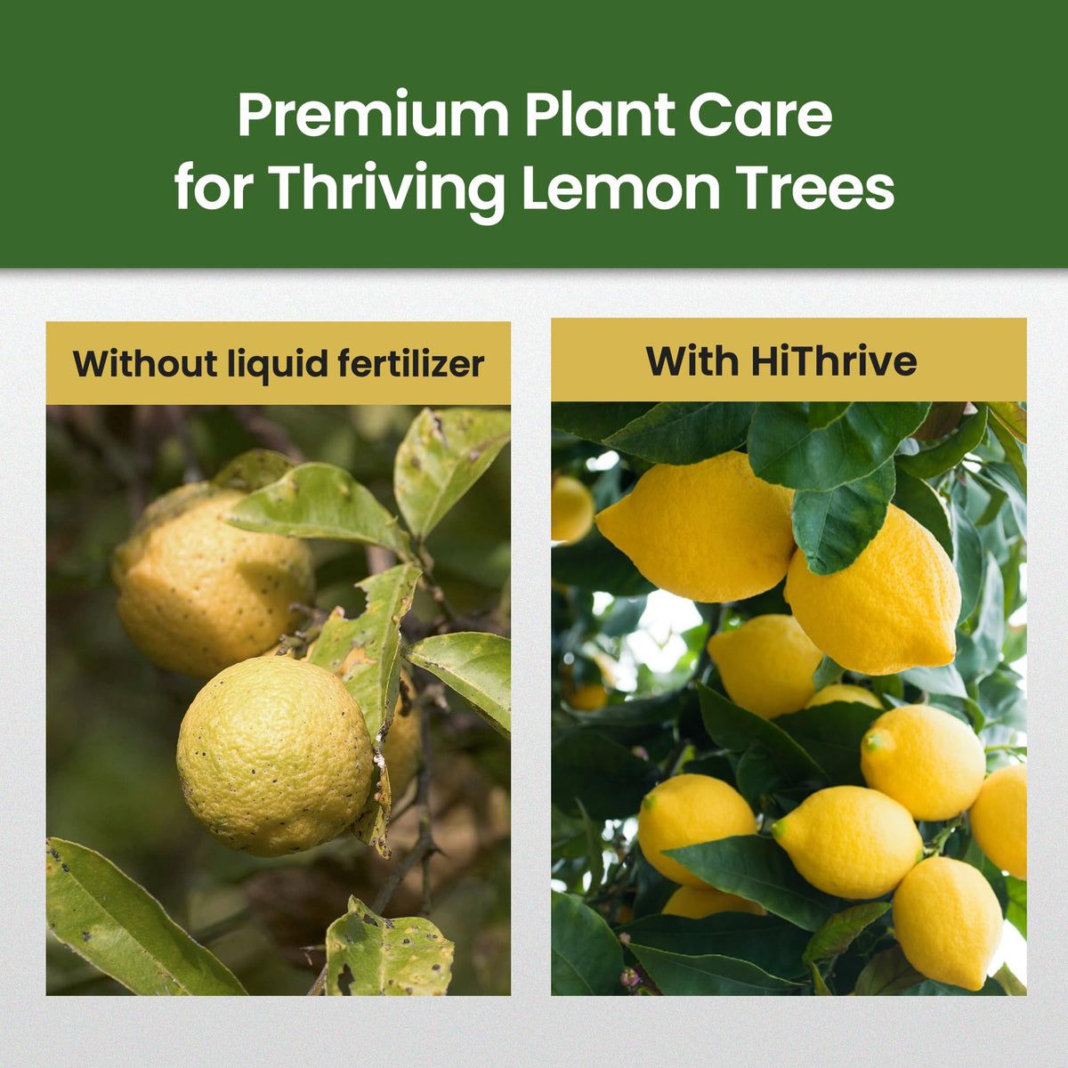 16oz 4-3-6 Liquid Fertilizer Y261